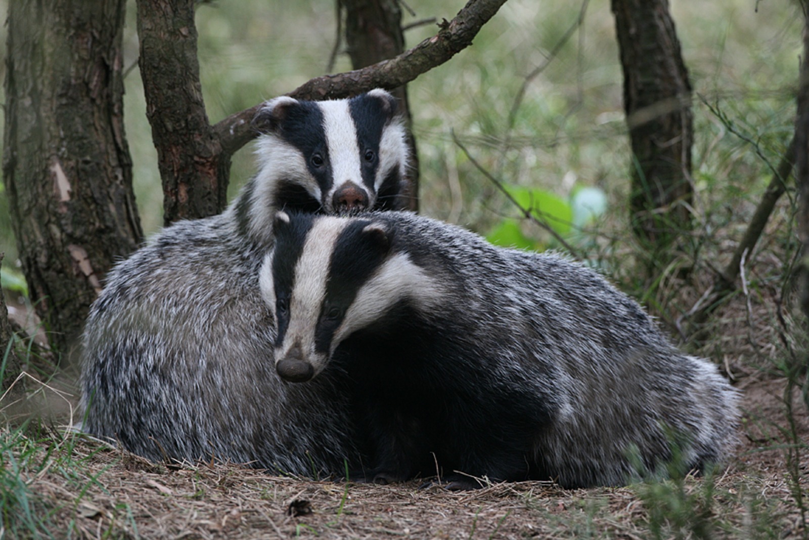 Image result for European badger