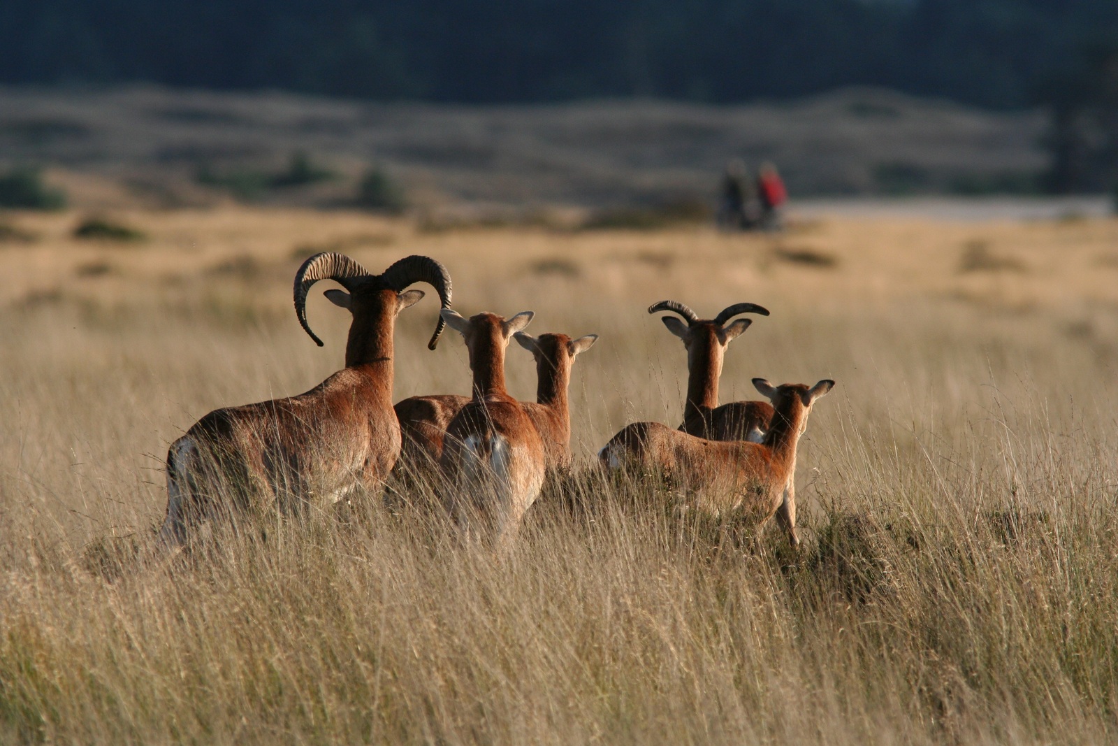 摩弗伦 Park Hoge Veluwe 摩弗伦 Park Hoge Veluwe