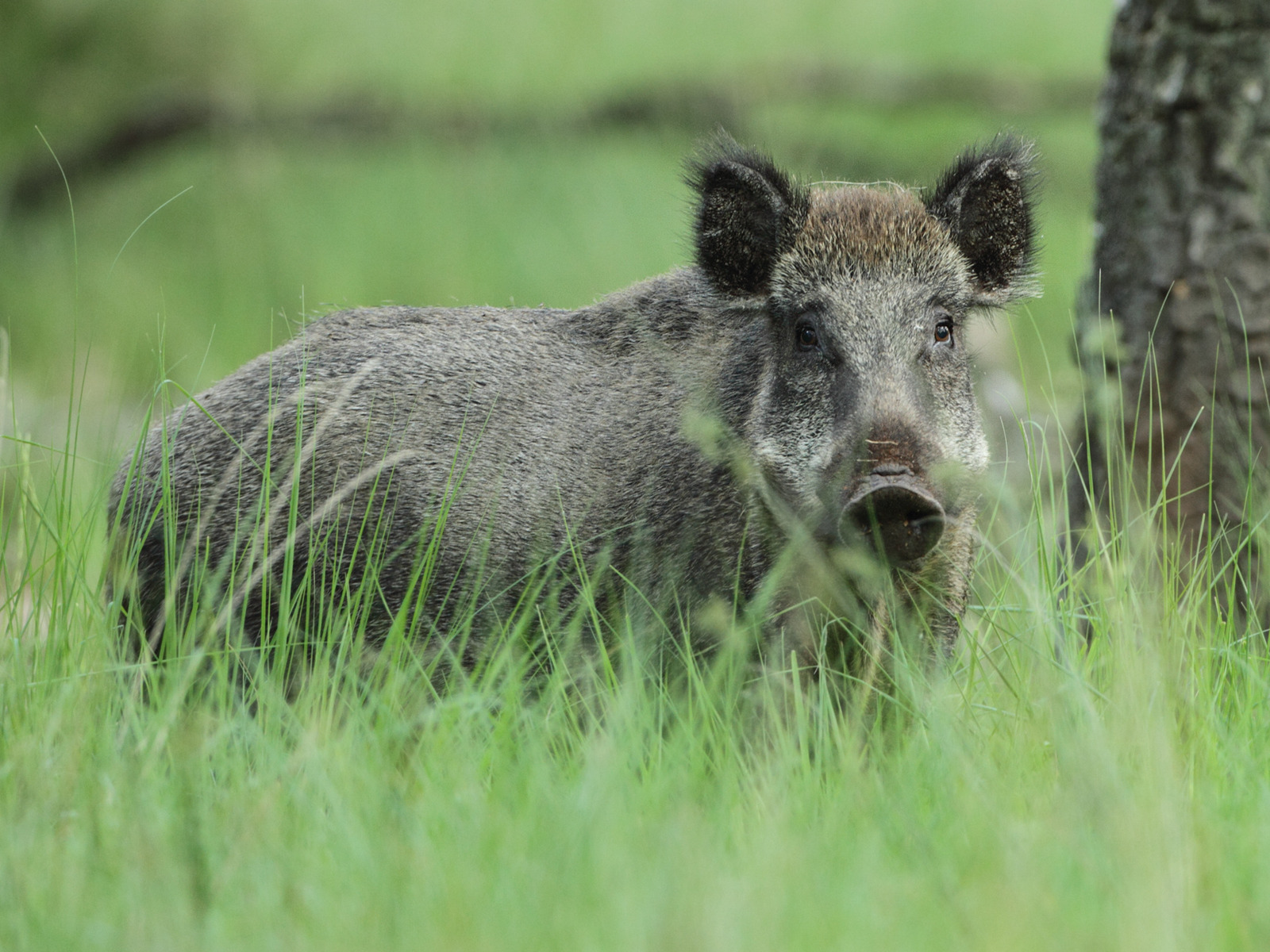 Wild zwijn — Park Hoge Veluwe