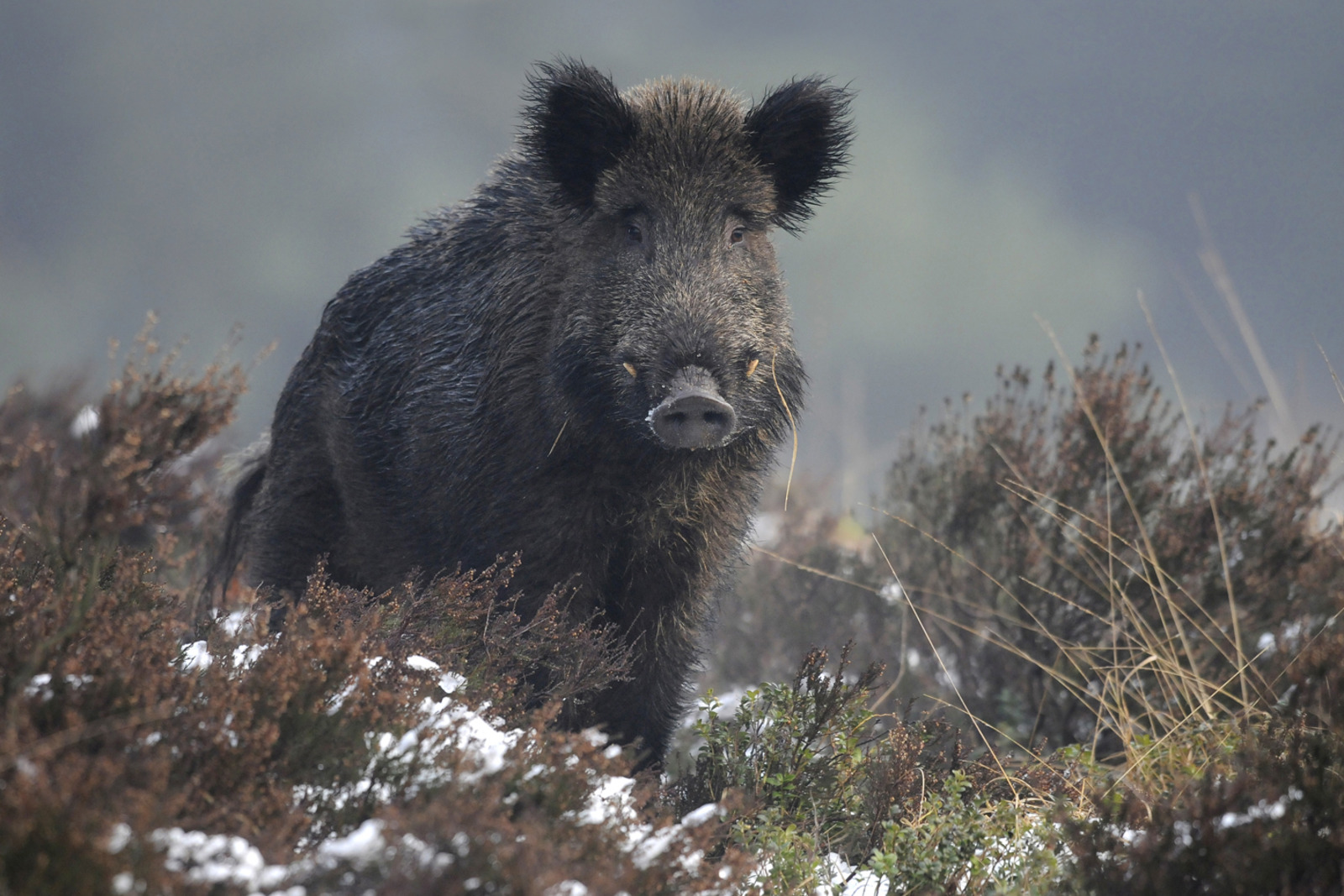 Wild zwijn — Park Hoge Veluwe