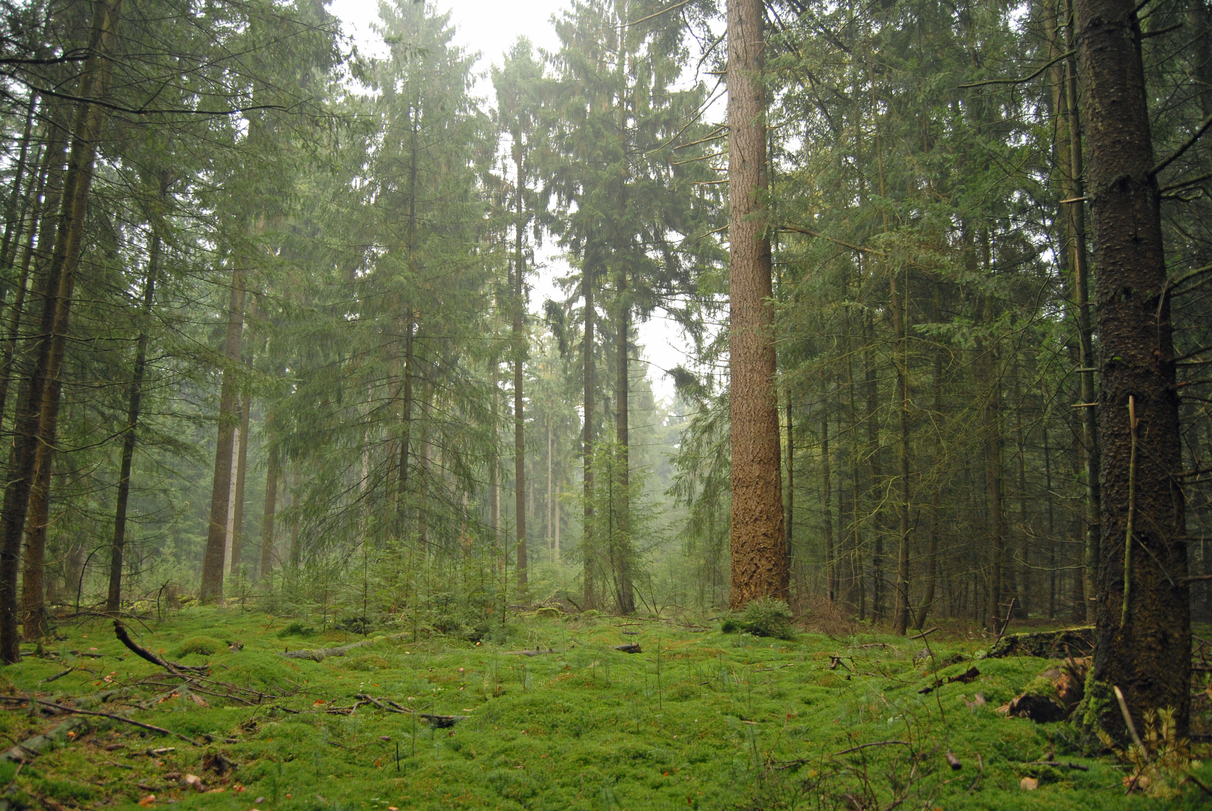 Douglasspar — Park Hoge Veluwe