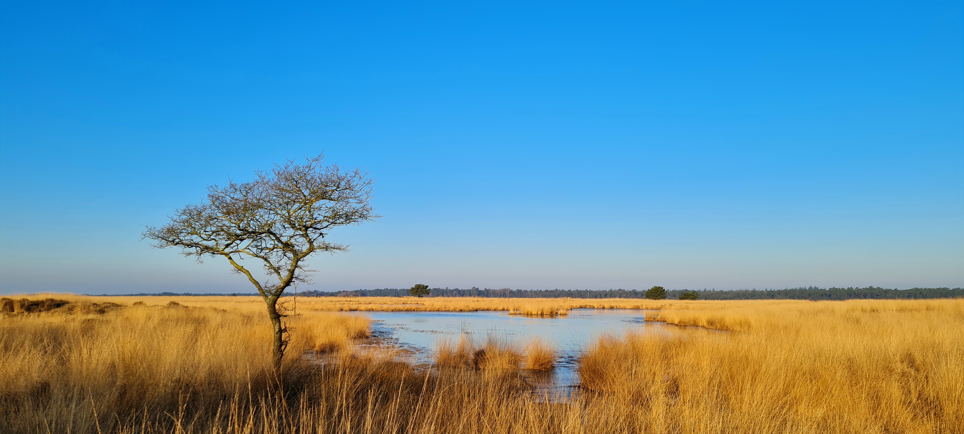 Deelense Veld Kring Park Hoge Veluwe Deelense Veld Kring Park Hoge Veluwe