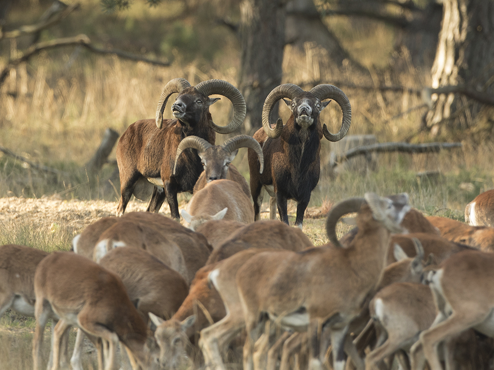 moeflonbronst_2015_1_HD.jpg?1570717882