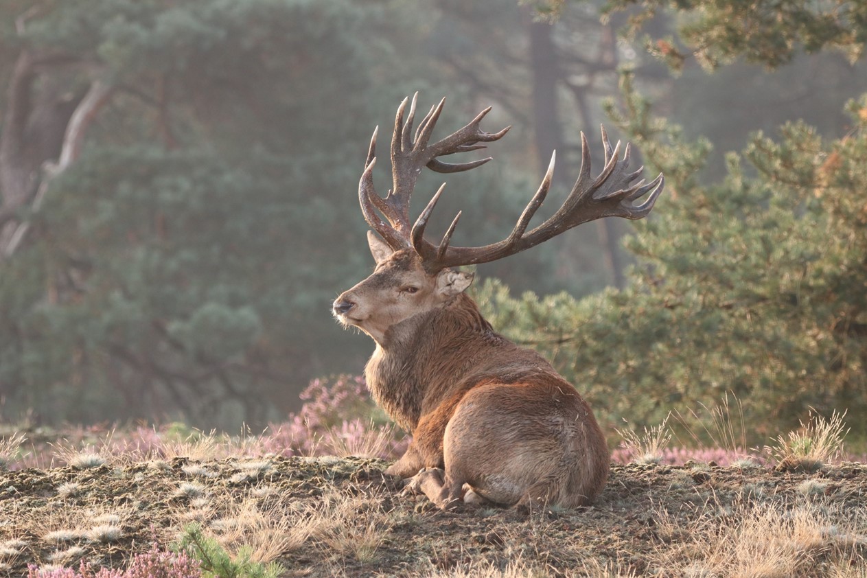 Hert Hubertus gevorkeld en uit lijden verlost — Park Hoge Veluwe Hert Hubertus gevorkeld en uit lijden verlost — Park Hoge Veluwe